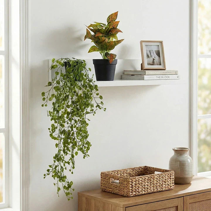 Best Vastu Plants to Bring Positive Energy Into Your Home