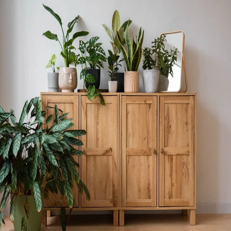 Indoor Plants for Every Room