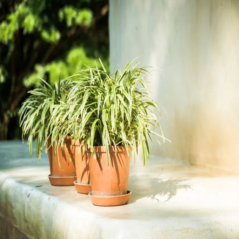 Outdoor Plants