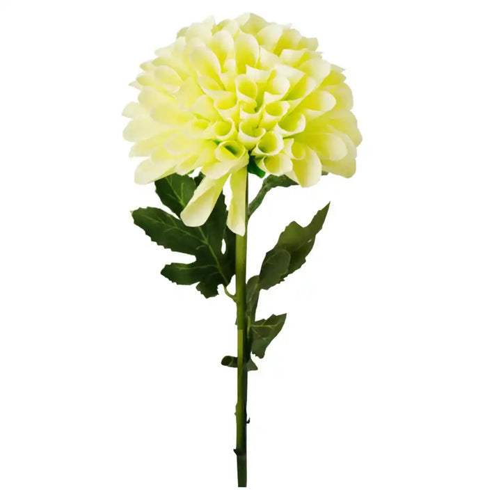 Jonquil